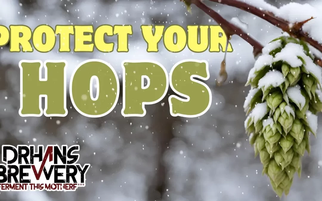 prepare hops for winter