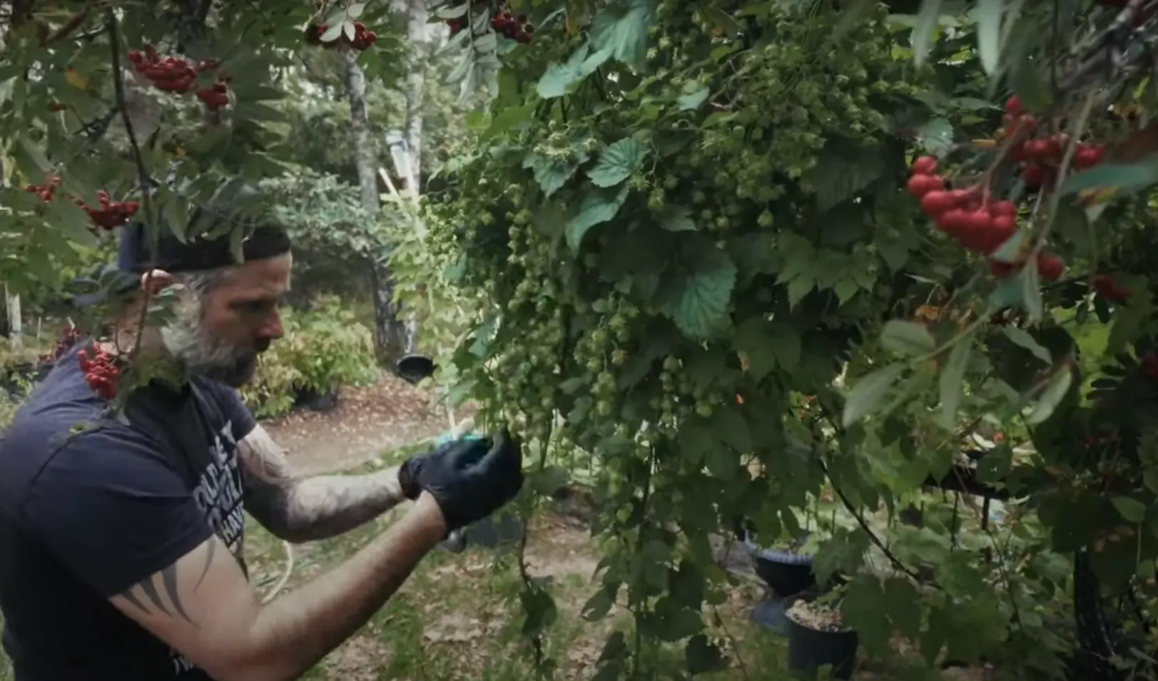 harvesting hops DrHans