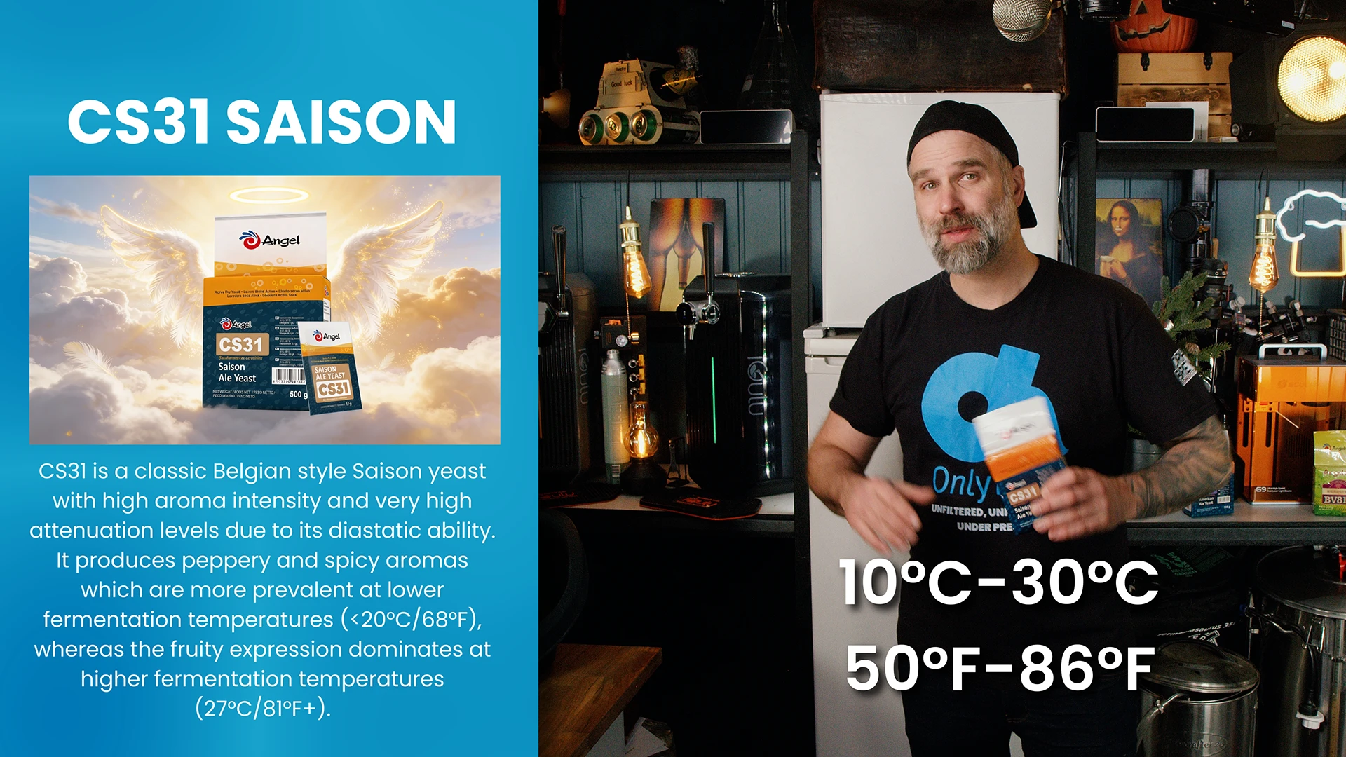Saison yeast CS31 with fermentation temperature range for cider and beer